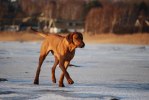 vinter bilder 2010-2011 980