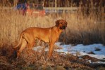 vinter bilder 2010-2011 1040