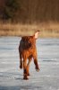vinter bilder 2010-2011 565