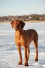 vinter bilder 2010-2011 573