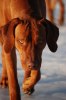 vinter bilder 2010-2011 795