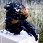 SOLD! Birdmask by Shara- ordered for a musicvideo