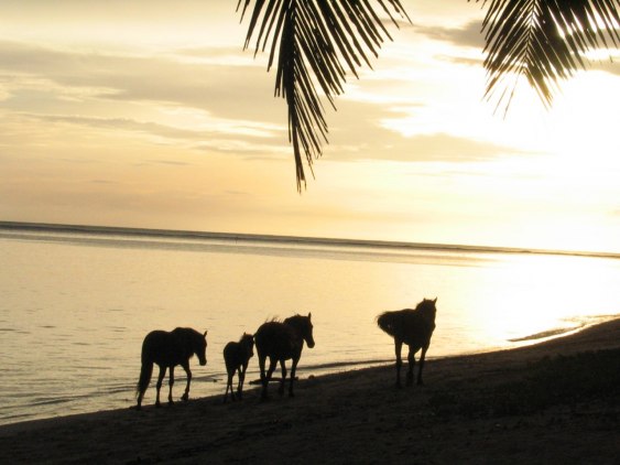 A normal sight on Fiji..