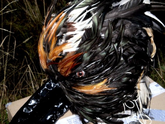 Birdmask by Shara- nearly done. 