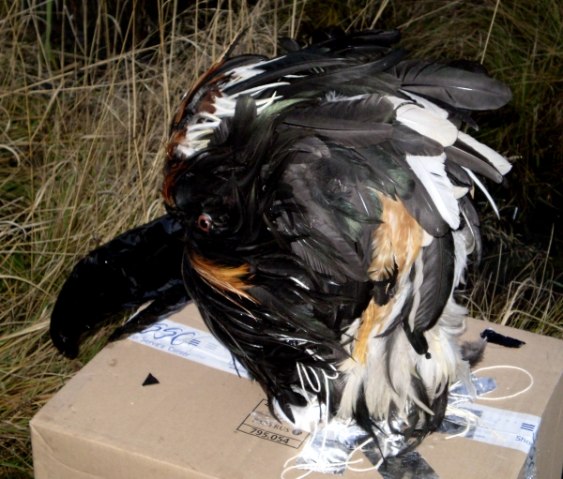 Birdmask by Shara- nearly done. 