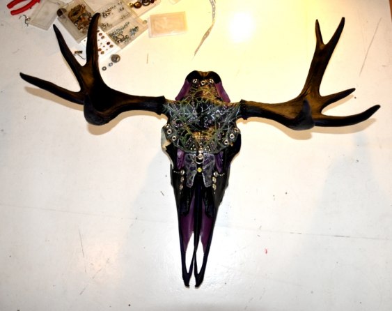 Moose skull in the making.. 