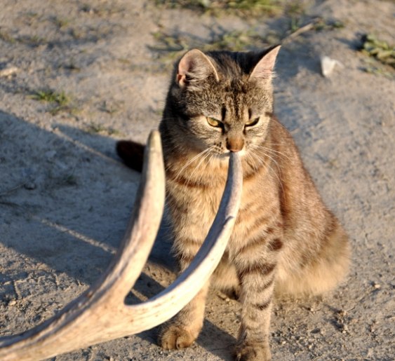 My cat Imma thinks it's great to use the antlers to scratch herself with..:)
