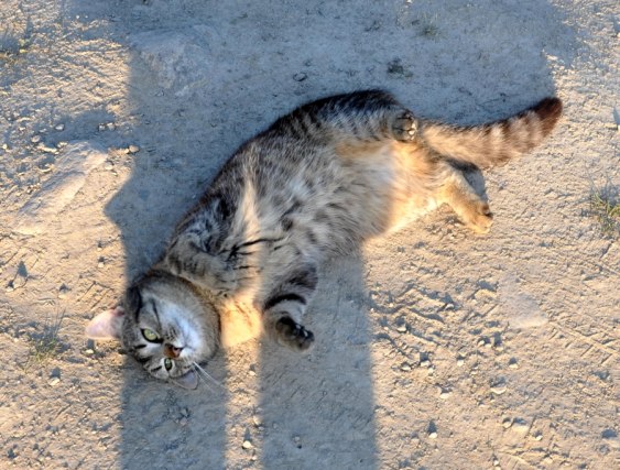 Immaa- enjoying the evening sun with me:)