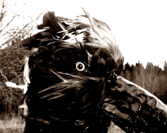 Mask by Shara