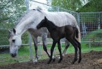Harmonia och liten 2010