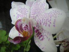 Sommaren 2011