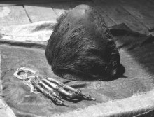 The Yeti hand and scalp. Now returned to the Khumjung monastery.