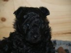 hane1