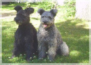 Hissu & Grissla vid parning
