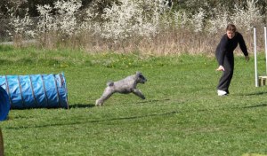 Grissla tävlar agility