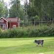 Tistas första vittrings apportering