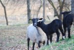 Lammen 2010 066
