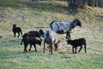Lammen 2010 026