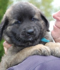 På fredag exakt 8 veckor gammal flyttar Laban från Altonastigens Kennel till Bryggan i Grötvik!