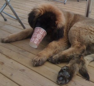 LabanLatte