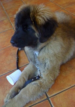 Laban i väntan på Veterinären