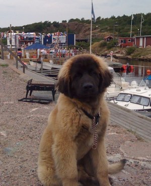 Imorgon fyller Laban 18 veckor och tycks fundera över detta faktum och sin roll som Brygghund!