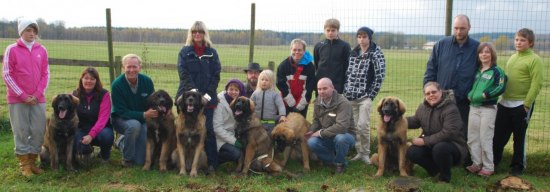 Syskonträff på Altonastigens kennel efter hundutställningen 24 okt i Halmstad där 5 av Lady's valpar träffades under lek och glam tills åtminstone Laban var så trött att han bara lade sig ned och lät syskonen knuffa och puffa honom efter behag!
