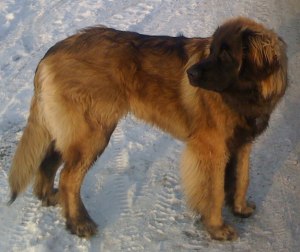 Laban 8 months and 44 kg!