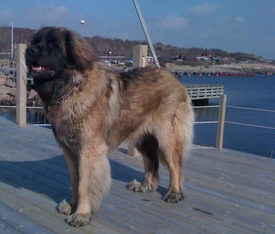 Laban 1 år den 2 april, 50 kg tung & 75 cm i mankhöjd