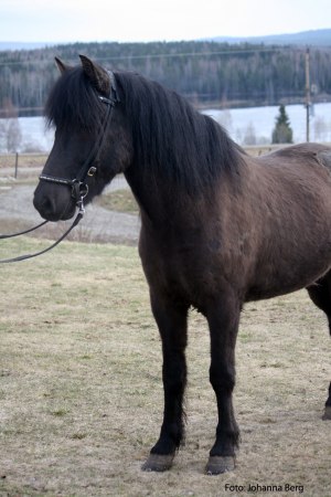 Baldur - Till Salu 