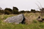 gotland 124-1 redigeradgalleri