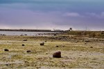 gotland 203 -1 redigeradgalleri