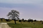 gotland 291-2 redigeradgalleri