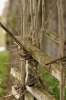 gotland 344-1 redigeradgalleri