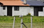 gotland 368-1 redigeradgalleri