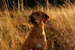 _DSC0928 (2)
