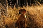 _DSC0933 (2)