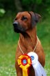 wds_ståbilder-112
