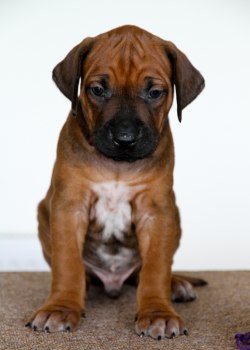 Herr Lila - Mr Purple