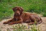 hundar 019