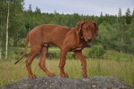 hundar 057