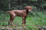 hundar 061