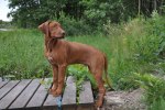hundar 070