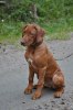 hundar 081
