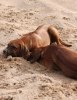 Rut o sand