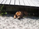 Dexter 014