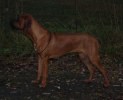 Leo 31 10 10-