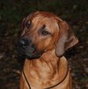 Leo 31 10 10 -3