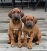 Zantos och Kanzi