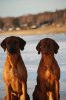 Kanzi och Kimaya